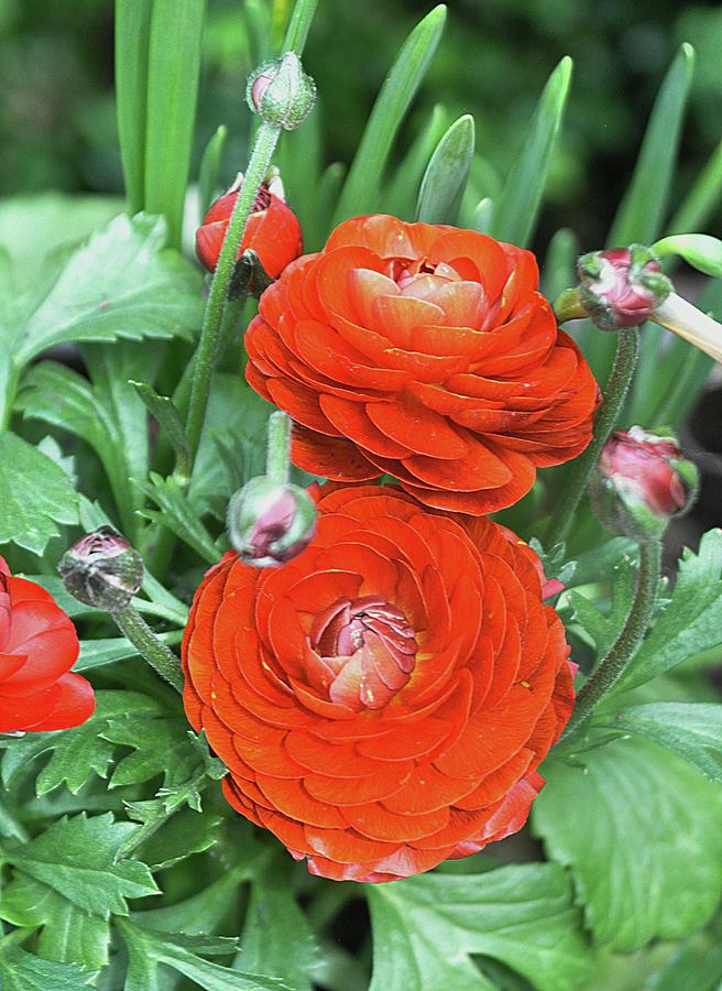 flowers with red petals