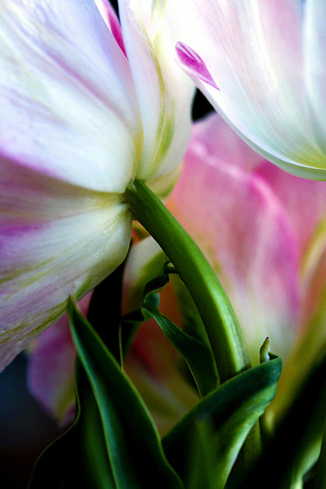 Layers of Tulips Photograph by Marilyn Hunt