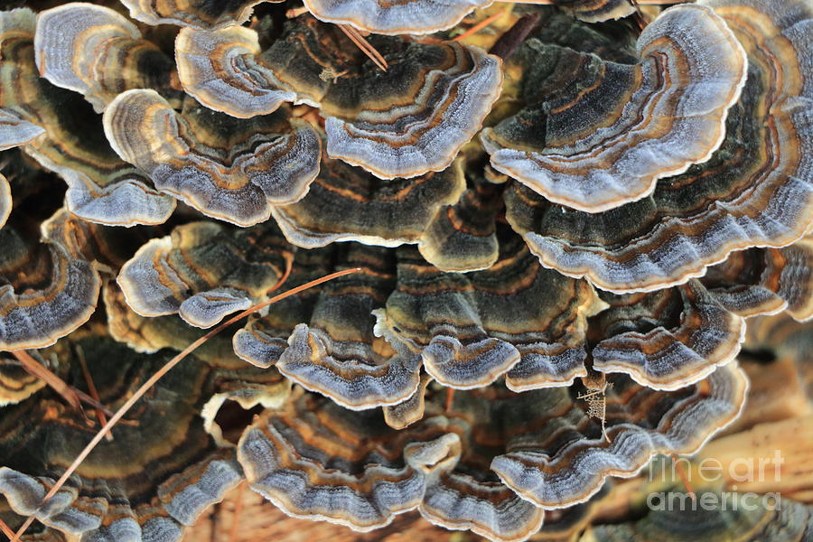 Layers of Turkey Feather Fungi Photograph by Elizabeth Dow