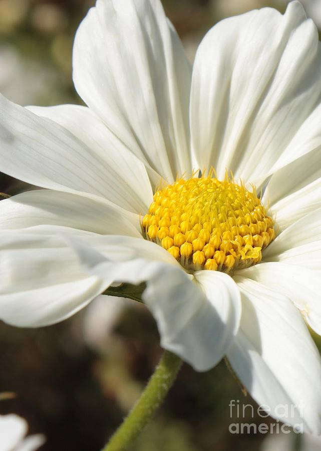 Layers of White Cosmos Photograph by Carol Groenen