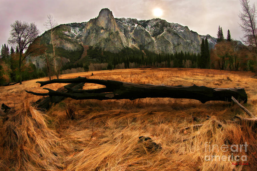 Laying Black Yosemite Tree Photograph by Blake Richards