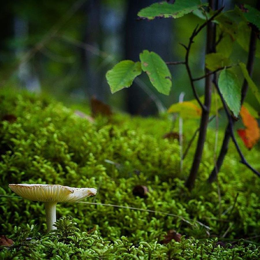 Mushroom Photograph - Laying Down In The Moss To Take This by Todd Lutz