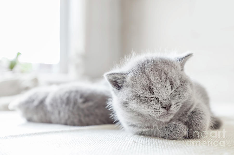 Laying grey cat. British shorthair. Photograph by Michal Bednarek