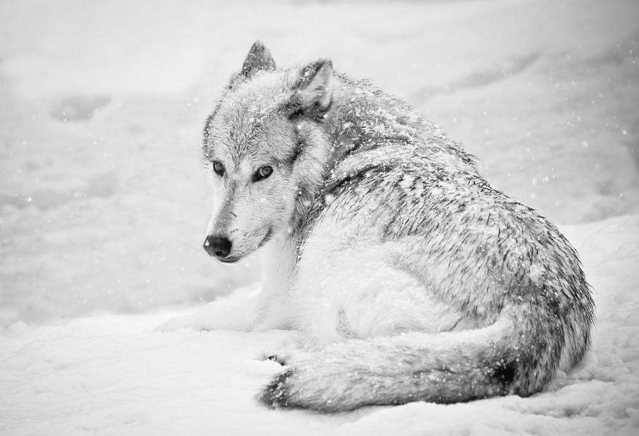 Laying Out In A Winter Storm Photograph by Athena Mckinzie - Fine Art ...