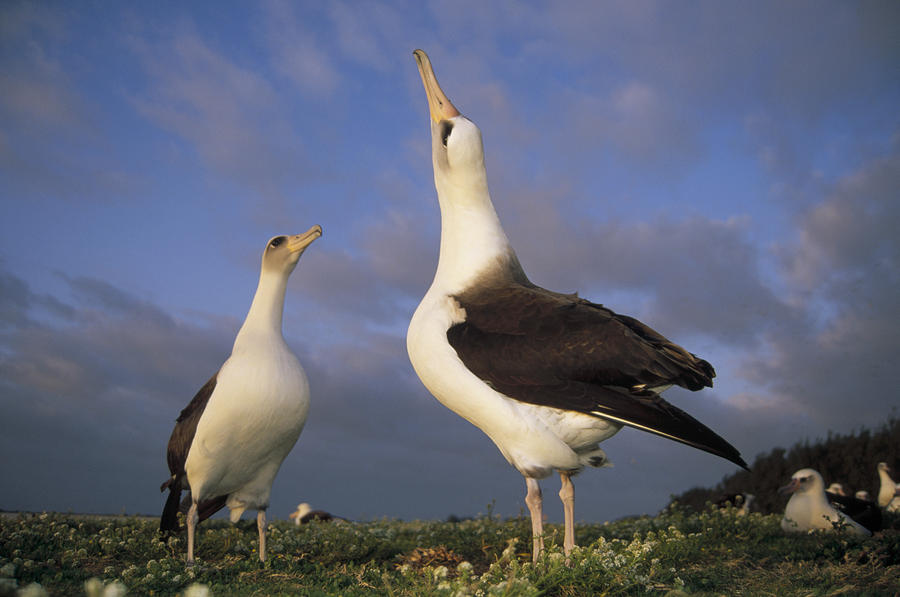 Laysan Albatross Courtship Photograph by Tui De Roy
