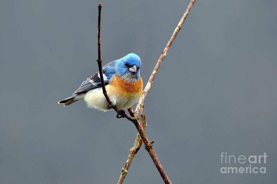 Lazuli Bunting II Photograph by Laura Mountainspring