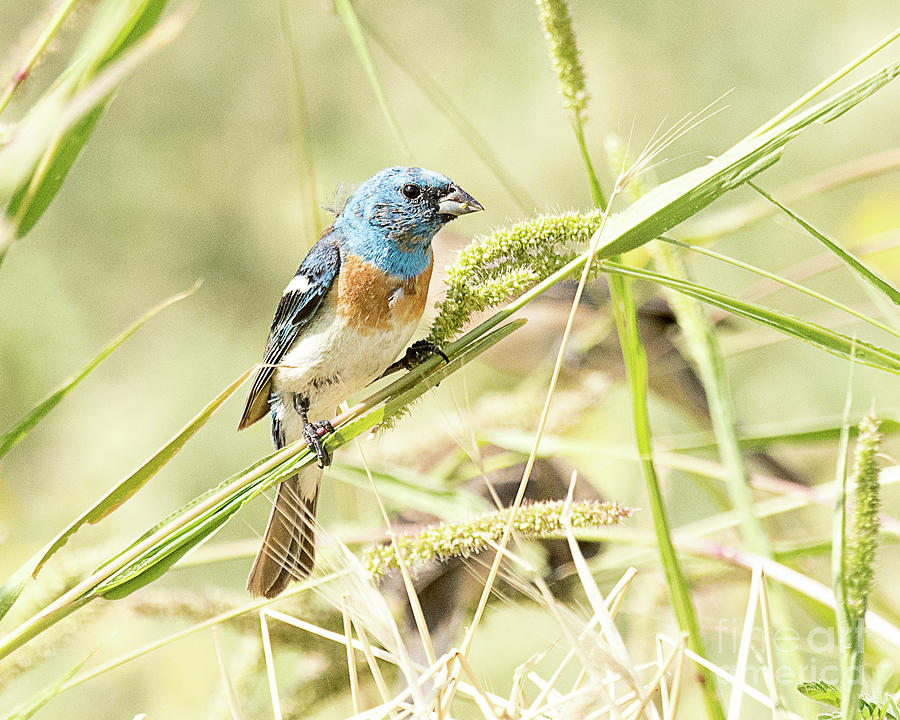 Bunting Photograph - Lazuli Bunting Male by Dennis Hammer