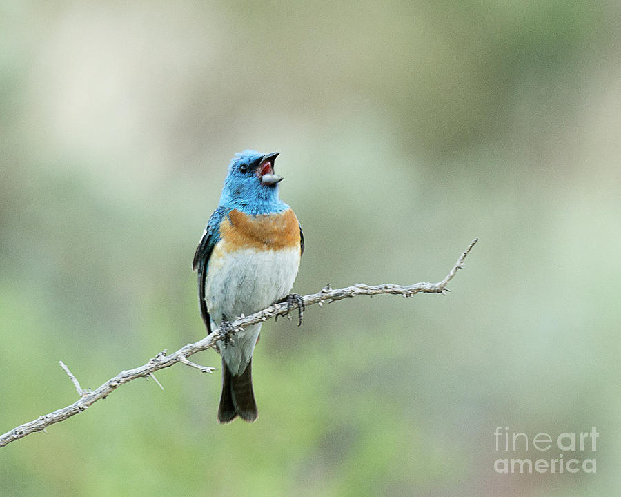 Bunting Photograph - Lazuli Bunting singing in the early morning by Dennis Hammer