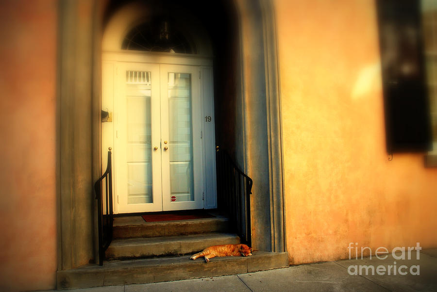 Cat Photograph - Lazy Afternoon at Kings Street in Charleston SC by Susanne Van Hulst