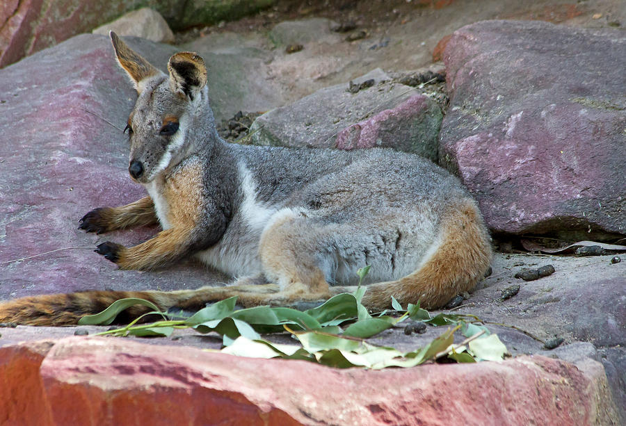 Lazy Afternoon For Rock Wallaby Photograph by Miroslava Jurcik