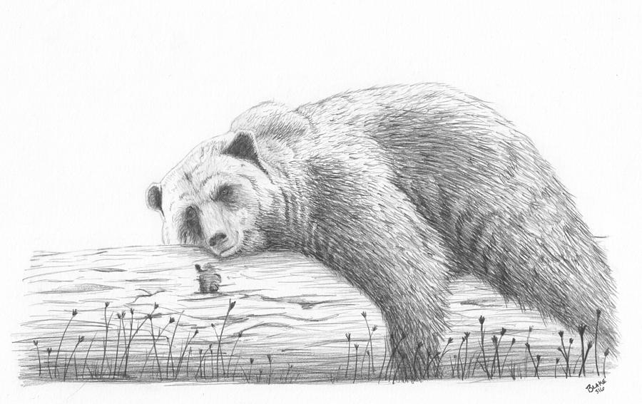 Lazy Bear Drawing