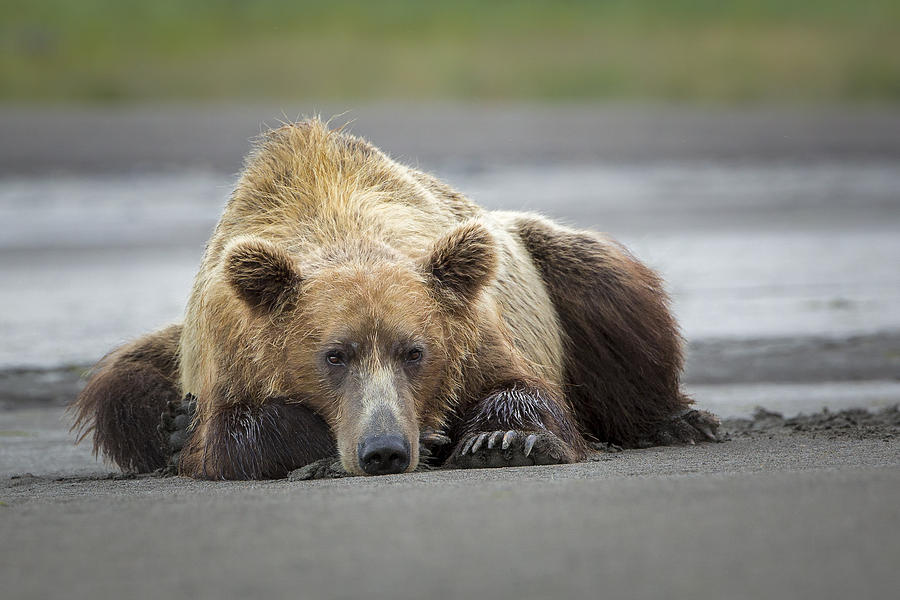 lazy care bear