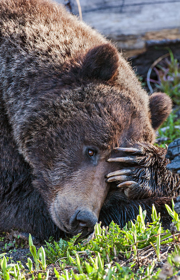 Lazy Bear Photograph by Wesley Aston