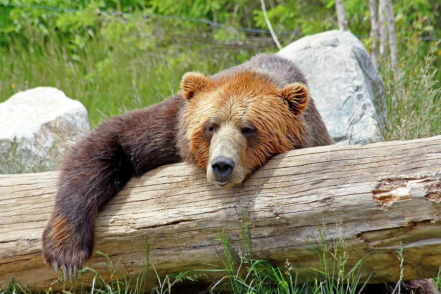 Lazy Brown Bear Photograph by Daniel Caracappa - Fine Art America