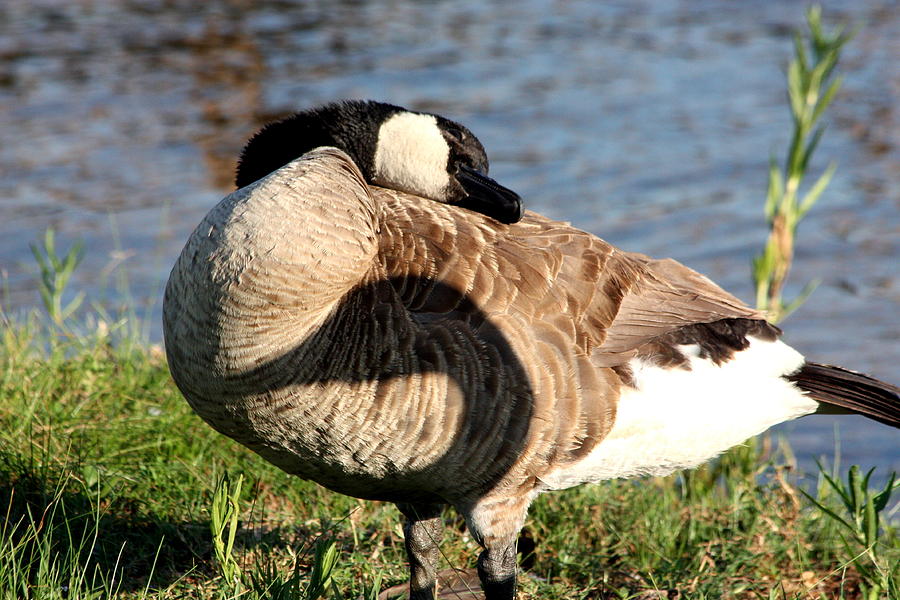 Lazy Canada Goose and Shadow Photograph by Sheila Brown