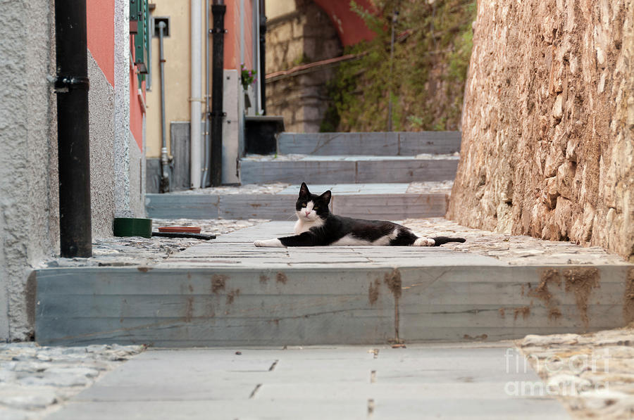 Lazy Cat Photograph by Leonardo Fanini