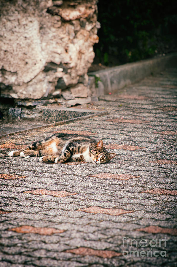 Lazy cat    Photograph by Silvia Ganora