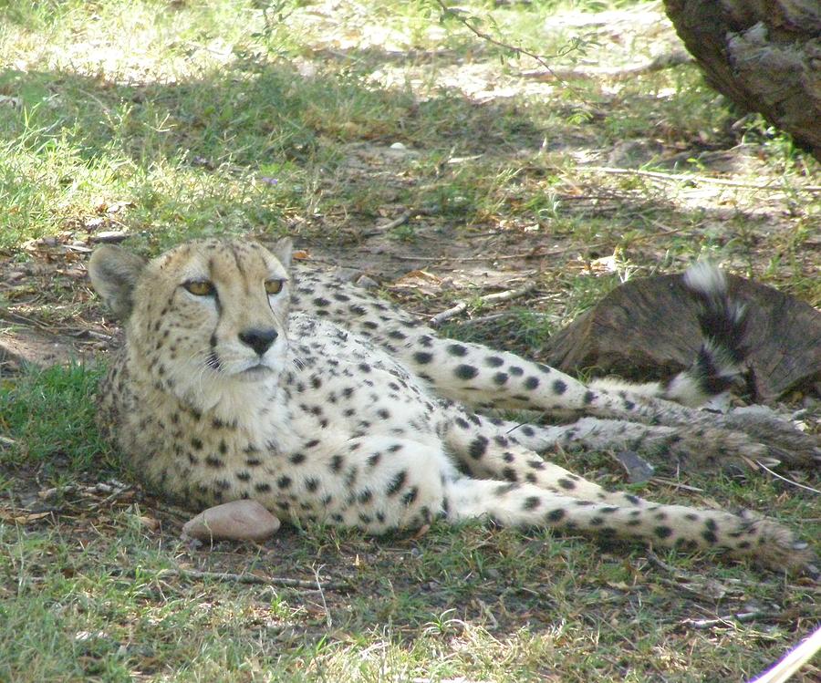 Lazy Cheetah Photograph by Jeanette Oberholtzer
