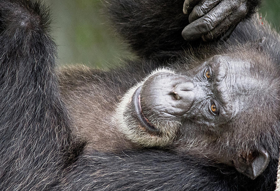 Lazy Chimp - Lowry Park Zoo Photograph by John Black