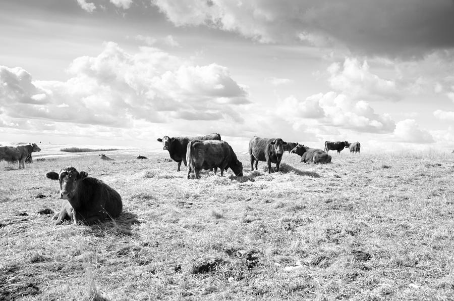 Lazy Cow Days Photograph by Debbie Prediger - Fine Art America