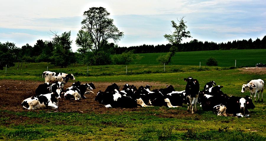 Lazy Cows Photograph by Richard Jenkins