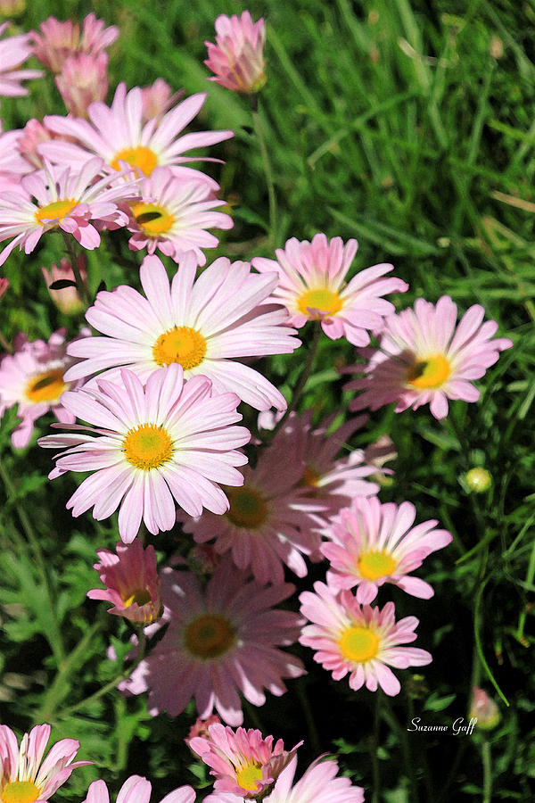 Lazy Daisy Mums  Photograph by Suzanne Gaff