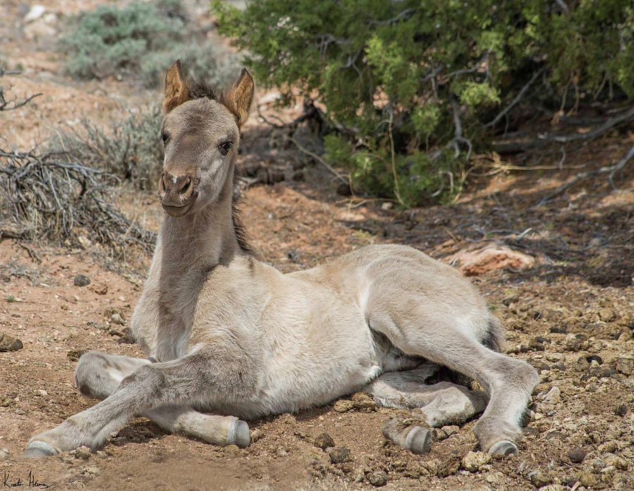 Lazy Day Photograph By Krista Heinz Fine Art America