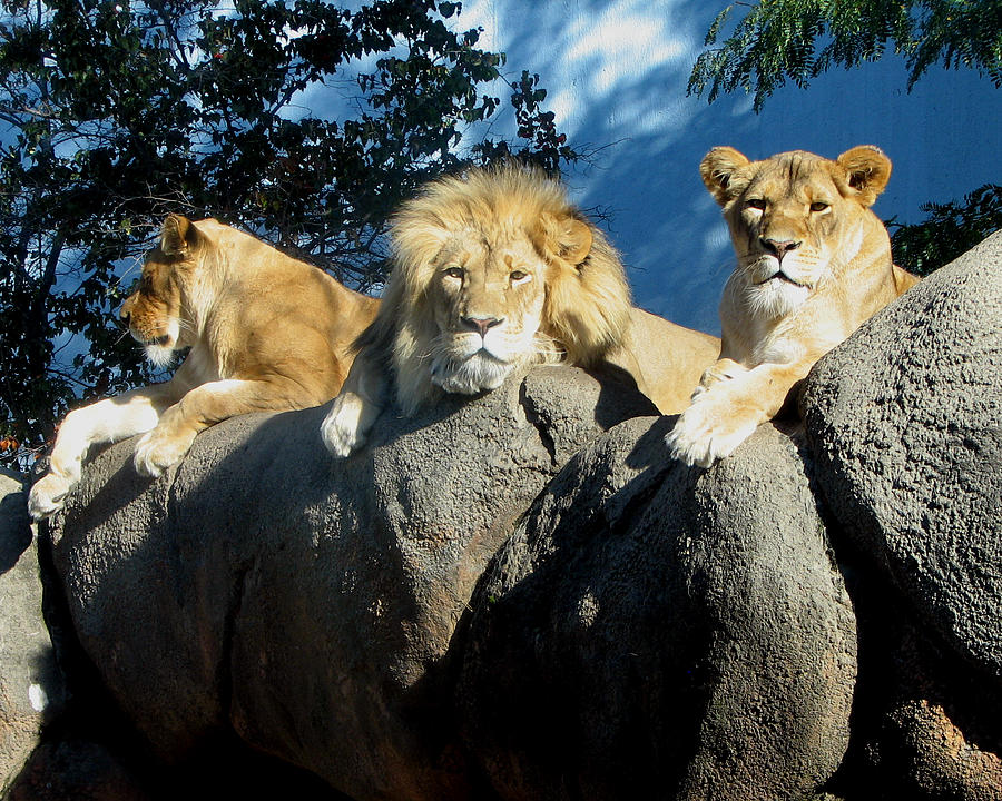 Lazy Day Lions Photograph by George Jones