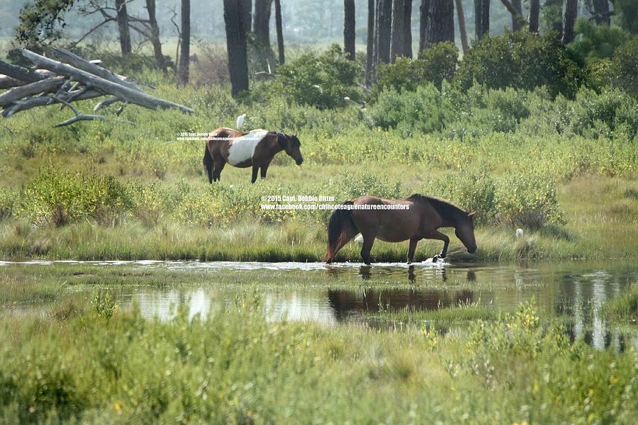 Pinto Stallion Photograph - Lazy Days of Summer by Captain Debbie Ritter Pinto Stallion Photograph - Lazy Days of Summer by Captain Debbie Ritter