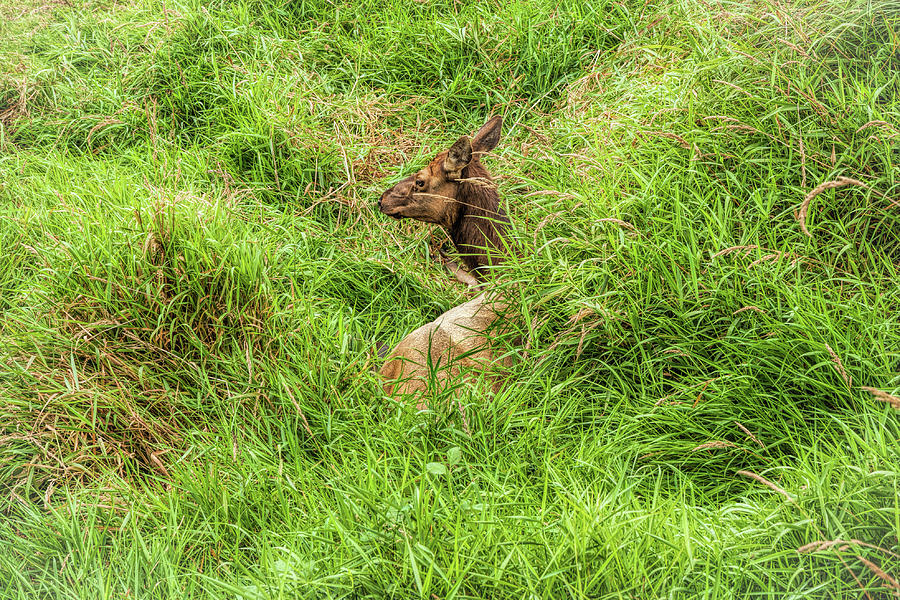 Lazy Elk Photograph by John M Bailey