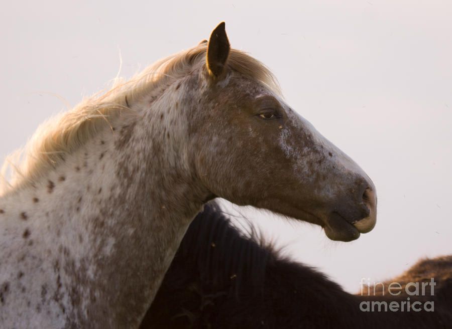 Horse Photograph - Lazy Eye by Ang El