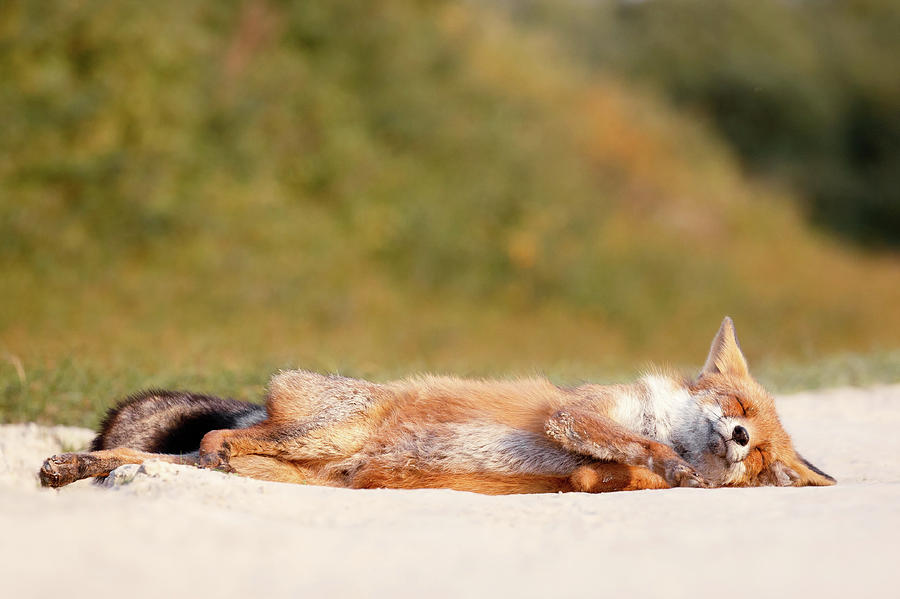 Wildlife Photograph - Lazy Fox is Lazy by Roeselien Raimondlazy Fox is Lazy
