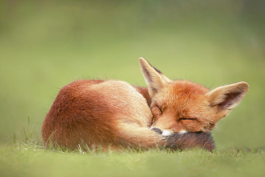 Animal Photograph - Lazy Fox series- Lazy Fox is Lazy by Roeselien Raimond