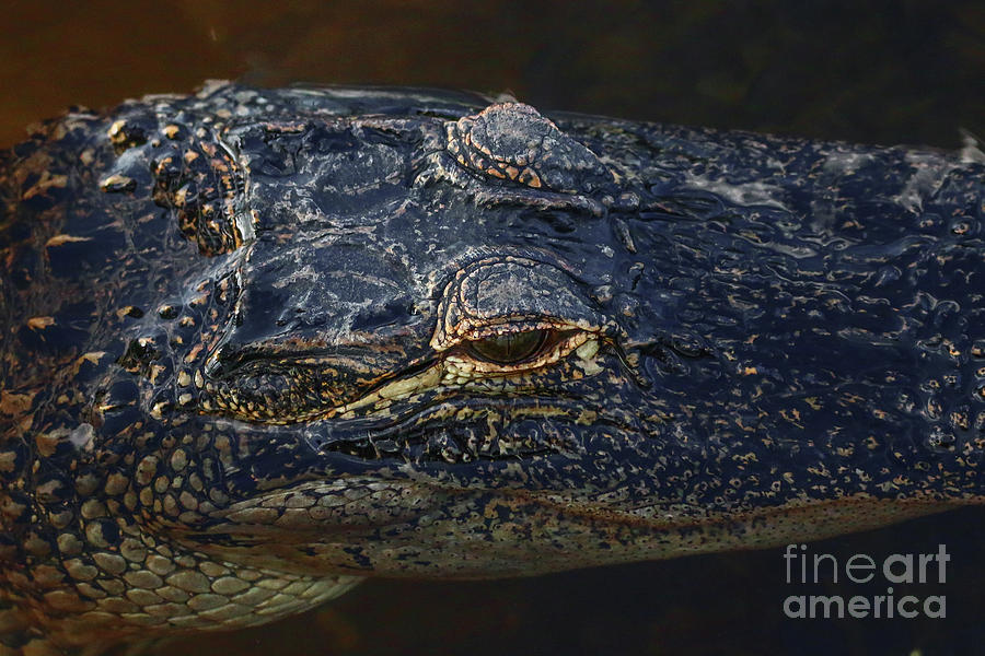 Lazy Gator Photograph by Tom Claud