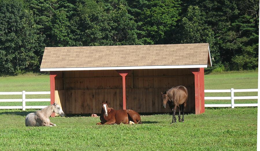 Lazy Horses Photograph by Ed Smith