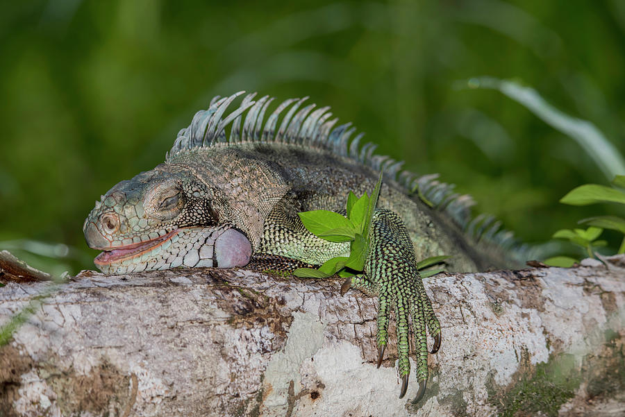 Lazy Iguana Photograph by Rachel Lee Young