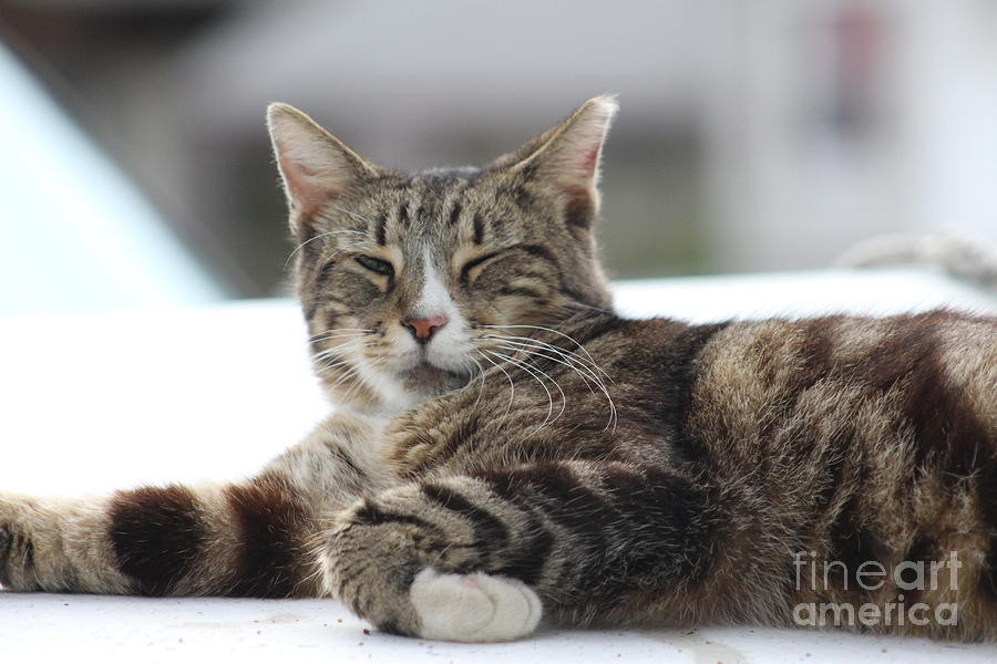 Cat Photograph - Lazy by Joseph Calonge