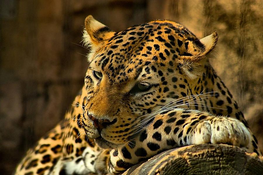 Lazy Leopard in the Sun Photograph by Rod Cuellar