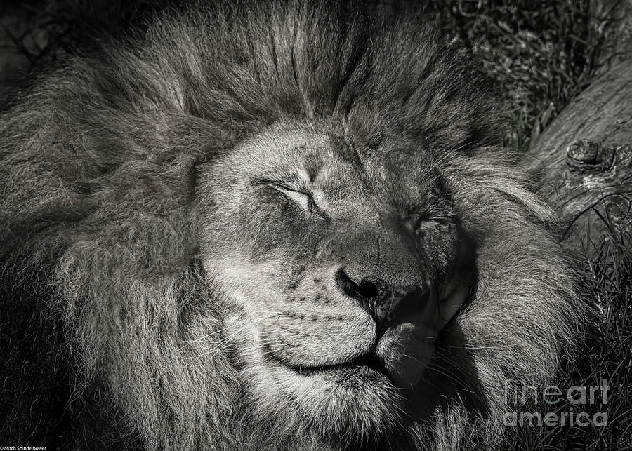 Lazy Lion Photograph by Mitch Shindelbower