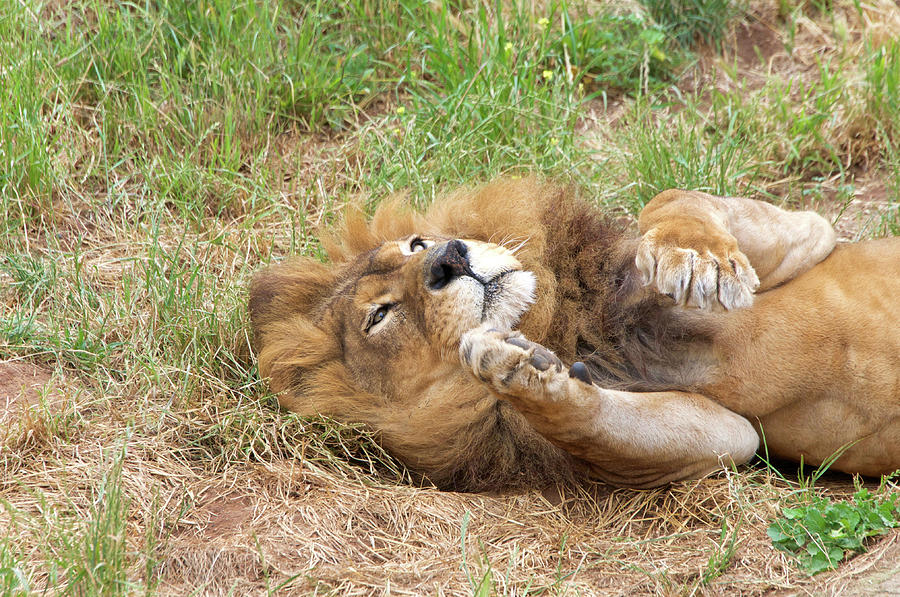 Lazy Lion Photograph by Sheila Fitzgerald - Fine Art America