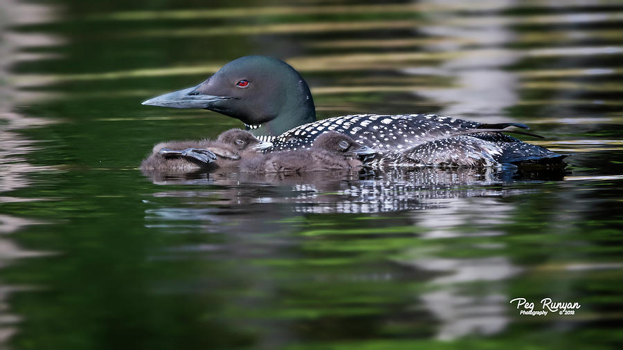 Lazy Loons Photograph by Peg Runyan
