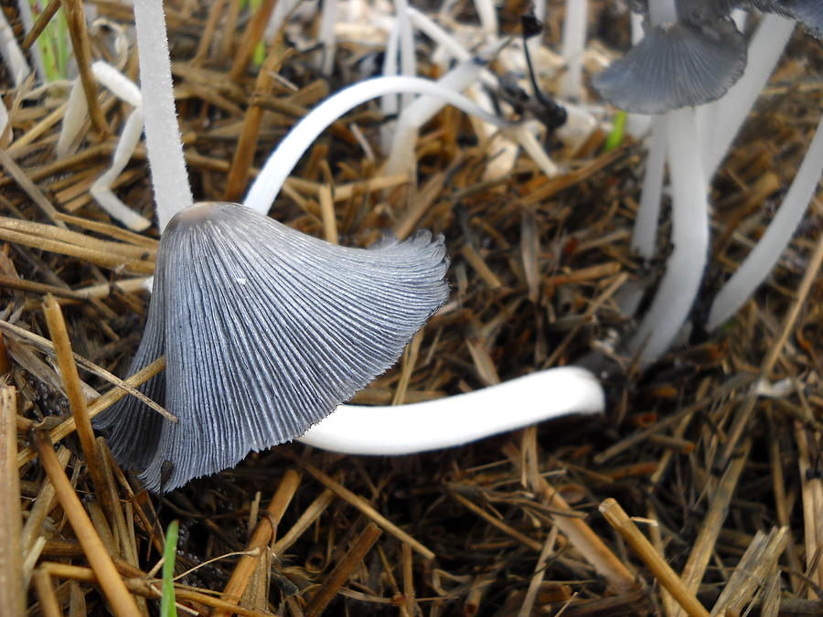 Lazy Mushroom on Straw Photograph by Kent Lorentzen