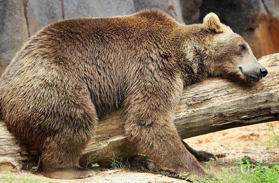 Lazy Old Bear Photograph by Paulette Thomas
