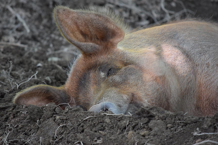 Lazy Pig Photograph by Nicole Marie - Fine Art America