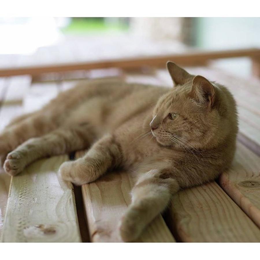 Cat Photograph - lazy Saturday #nikon by Allen Solomon