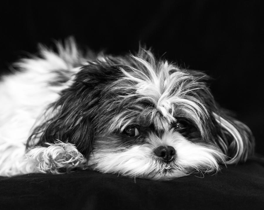 are all shih tzus lazy