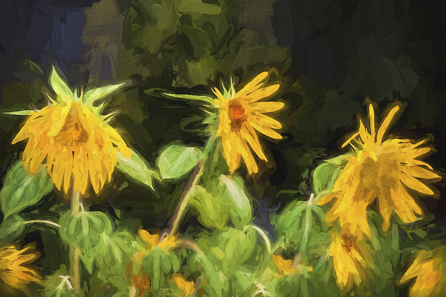 Lazy Sunflowers Helianthus Painted Photograph by Rich Franco