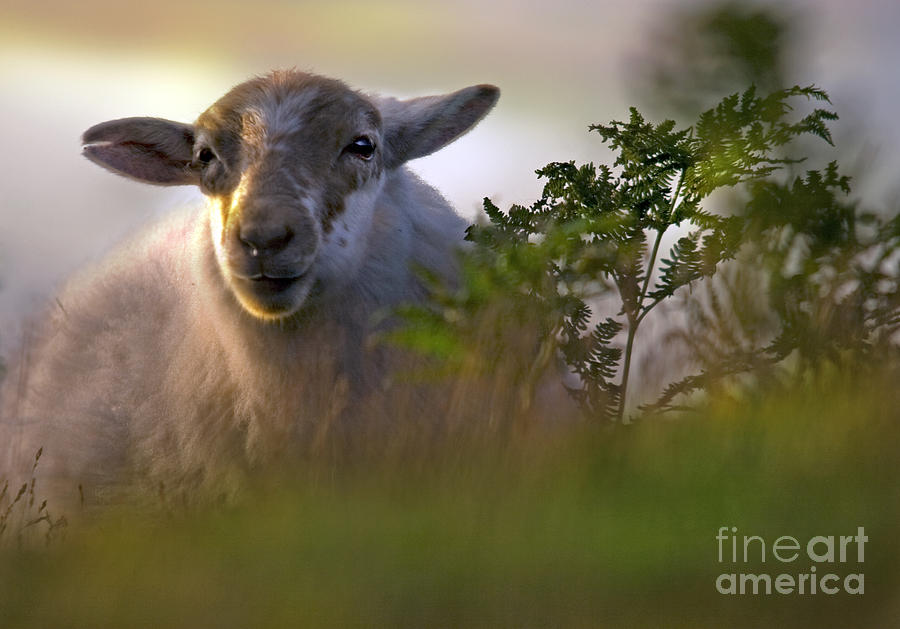 Sheep Photograph - Lazy Sunny Afternoon by Ang El