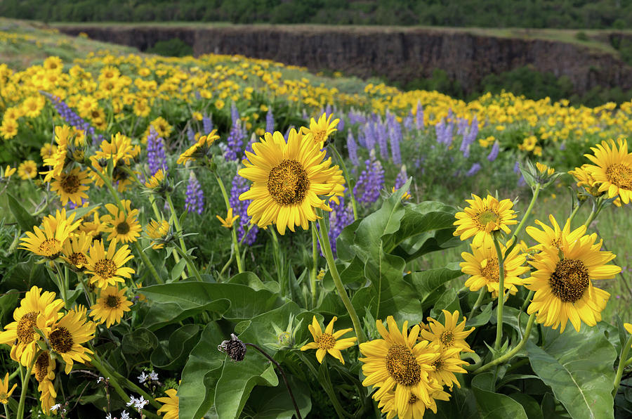 Lazy Susan Flower Patch Photograph by Dee Carpenter Pixels