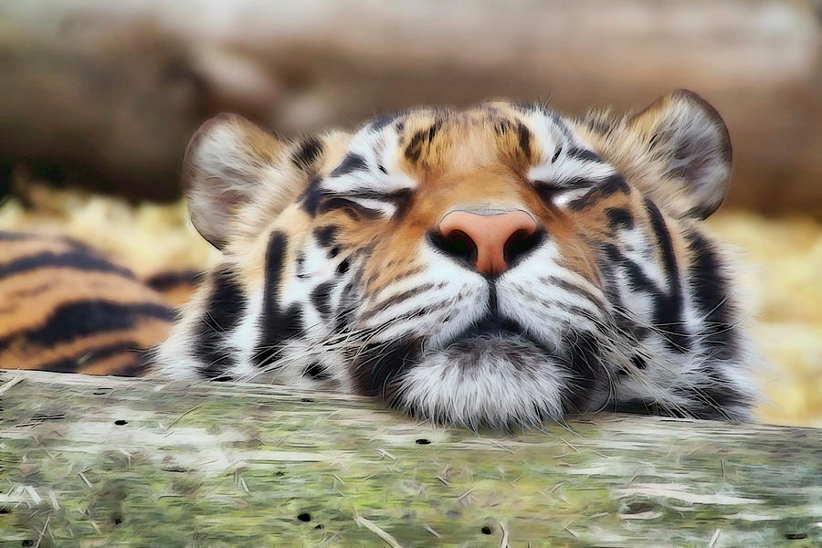 Lazy Tiger Photograph by Athena Mckinzie